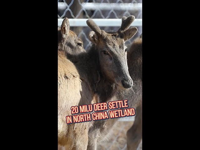 20 milu deer settle in north China wetland