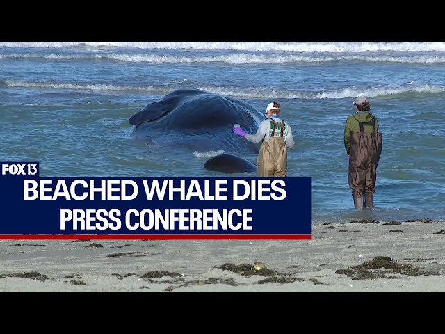 Beached sperm whale press conference