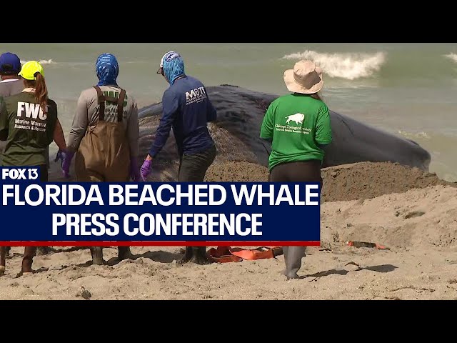 Beached whale press conference