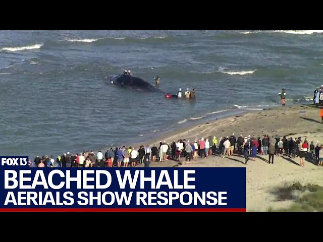 Whale beached off Florida coast confirmed dead, wildlife officials respond