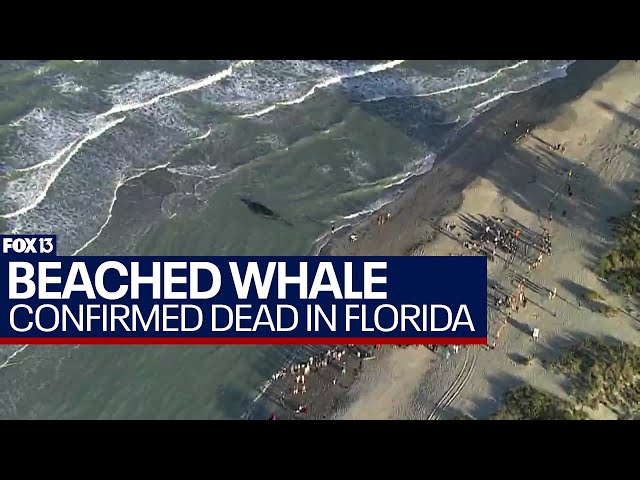 LIVE AERIALS: Beached sperm whale off Florida Gulf coast confirmed dead