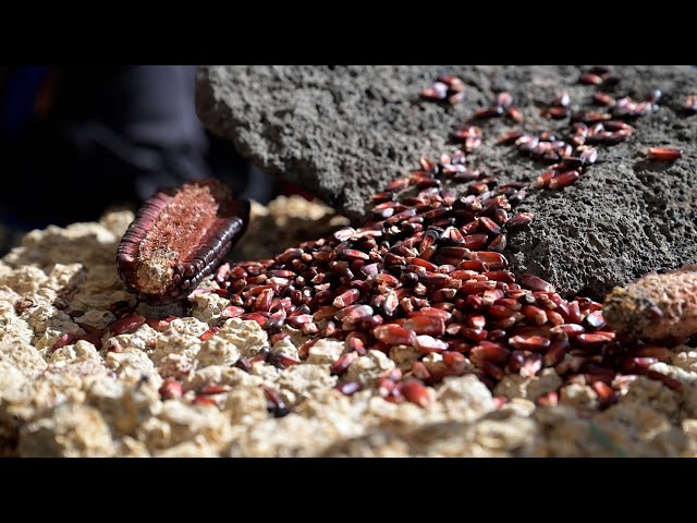 Preserving Mexico's ancient corn varieties in the face of climate change