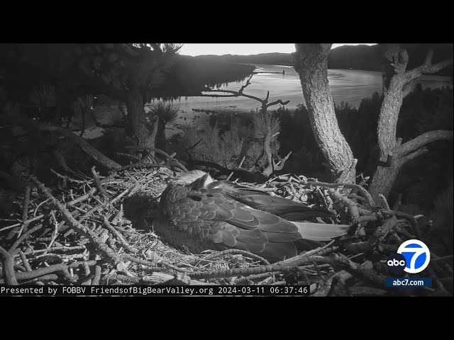 Concern grows over unhatched eggs belonging to Big Bear eagles Jackie and Shadow