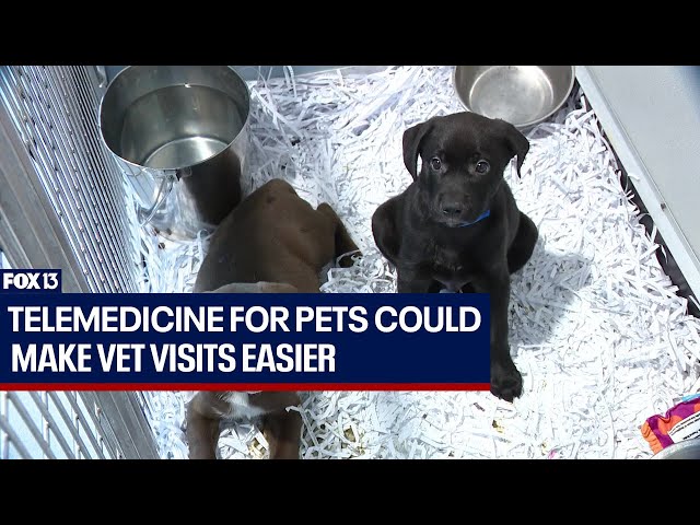 Telemedicine for pets in Florida