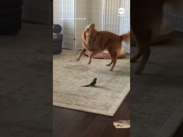 Este golden retriever y periquito comenzaron a “hacerse amigos”