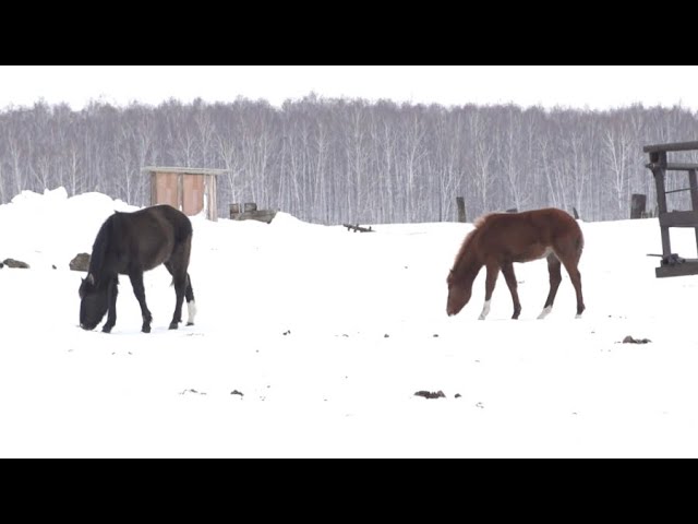 Массовый падёж лошадей зафиксирован в СКО