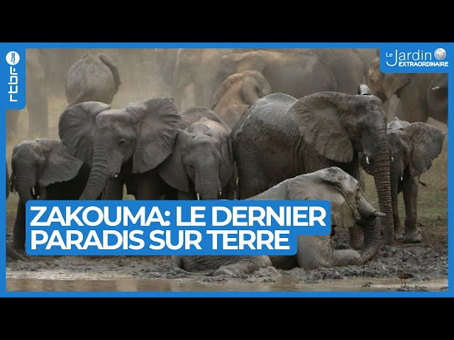 Le dernier paradis sur terre : découvrez le Parc National de Zakouma - Le Jardin Extraordinaire 