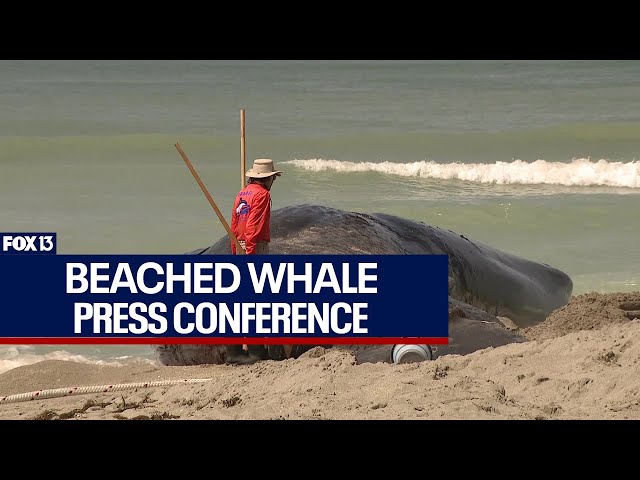 Beach whale update