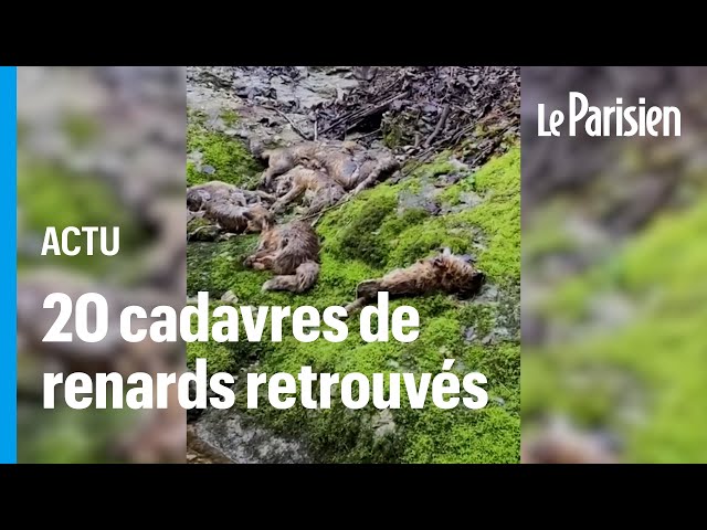 Jura : un charnier de renards découvert près d’une rivière, un louvetier mis en cause