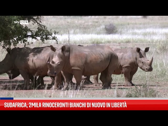 ⁣Sudafrica, 2mila rinoceronti bianchi di nuovo in libertà