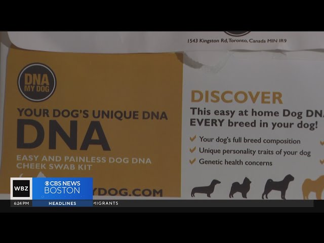 ⁣I-Team: In second test, DNA testing company links dog breed to human sample