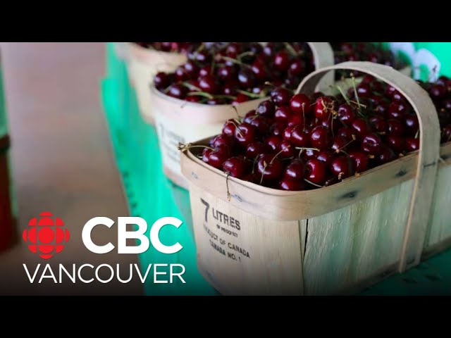 ⁣B.C. fruit growers reporting catastrophic crop losses