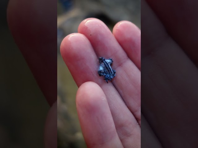 Venomous 'blue dragon' sea slugs seen along Gulf Coast #Shorts