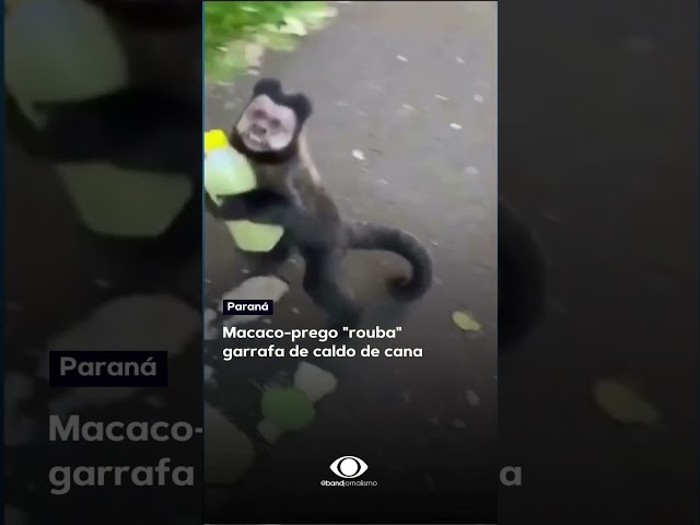 Macaco-prego "rouba" garrafa de caldo de cana