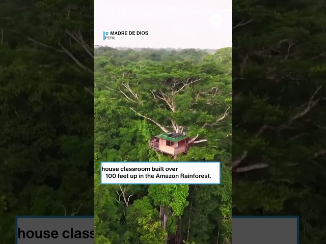 Esta casa en un árbol es una aula para indígenas