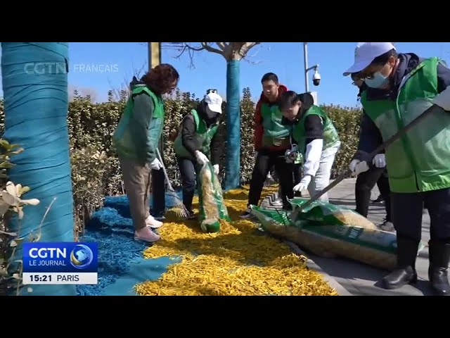 Protection écologique : Beijing organise des activités volontaires de plantation d'arbres