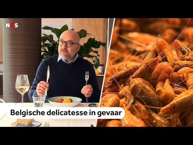 Crisis in België: kroket peperduur door garnalenschaarste