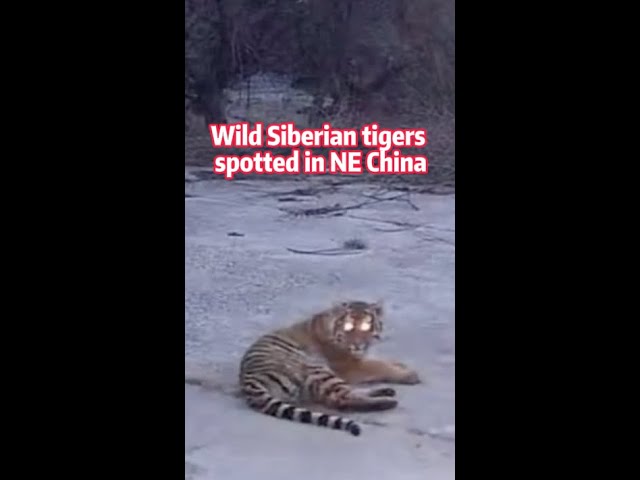 Alert! Wild Siberian tigers roaming around