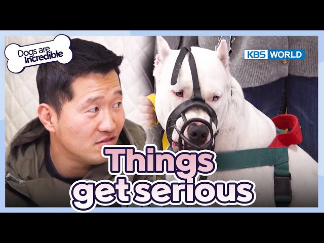 Things get serious [Dogs Are Incredible : EP.210-2] | KBS WORLD TV 240312