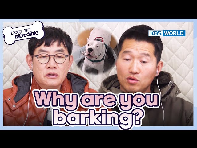 Why are you barking? [Dogs Are Incredible : EP.210-1] | KBS WORLD TV 240312