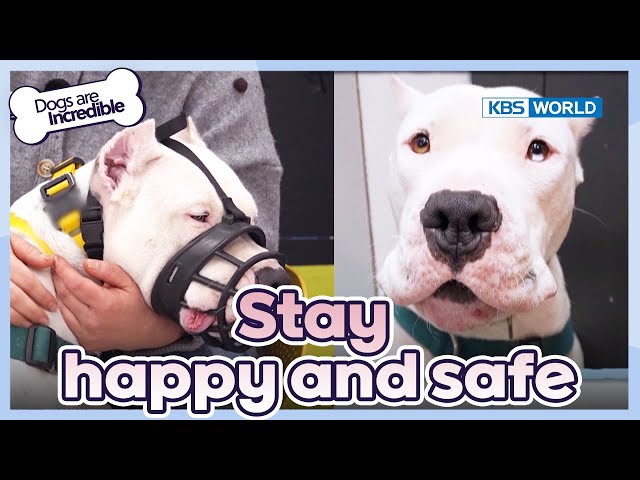 Stay happy and safe [Dogs Are Incredible : EP.210-3] | KBS WORLD TV 240312