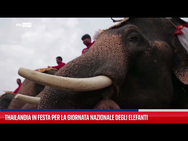 ⁣Thailandia, i festeggiamenti per la Giornata degli Elefanti