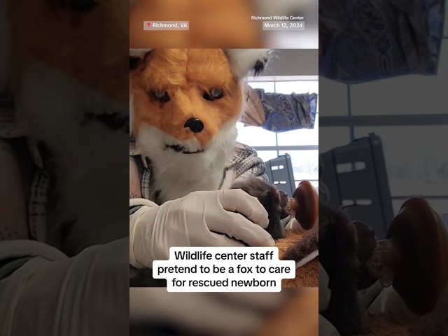 Wildlife staff pretend to be a fox to care for rescued newborn