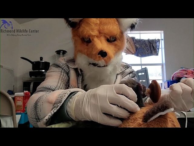 Staff at wildlife centre dress up as a mother fox to save abandoned cub