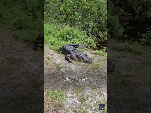 Florida couple encounters unwanted roadblock during walk #Shorts