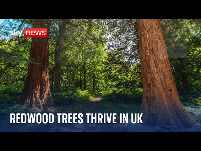 Tremendous trees: World’s largest trees flourishing in UK