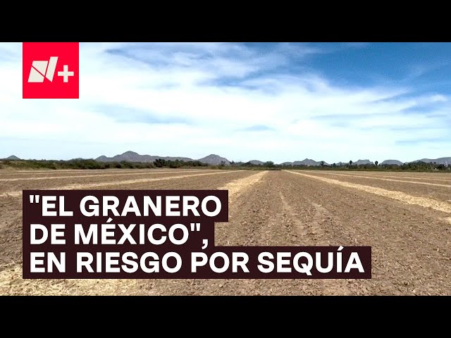 “El Granero de México”, en riesgo por sequía - N+