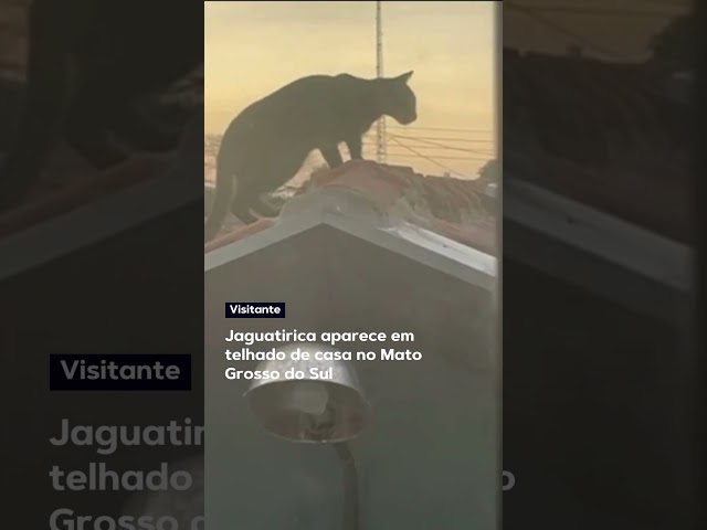 Jaguatirica aparece em telhado de casa no Mato Grosso do Sul