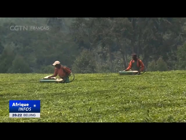 L'Ouganda va créer sa propre vente aux enchères pour accroître la valeur de ses produits