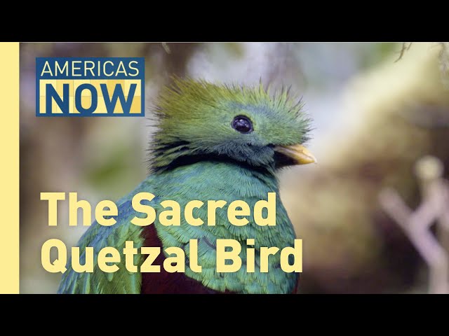 The Sacred Quetzal Bird: Facing Extinction and the Need for Protection