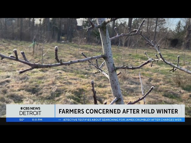 ⁣Michigan farmers await coming weeks for fruit harvest