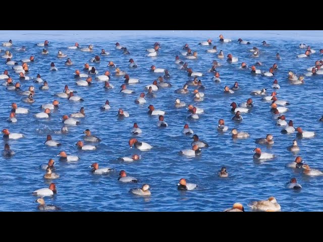 Migratory birds descend on N Chinese cities