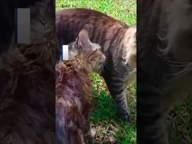 Brazil: Feline on a mission to win the title of biggest cat in the world