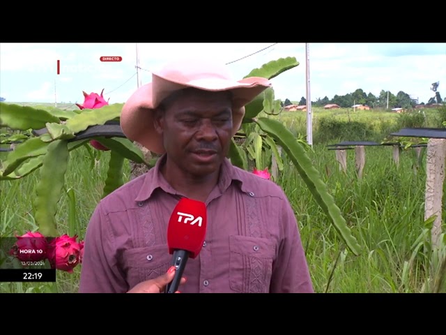 Produção de Pitaya -  Fruta adapta se aos solos e clima do Uíge