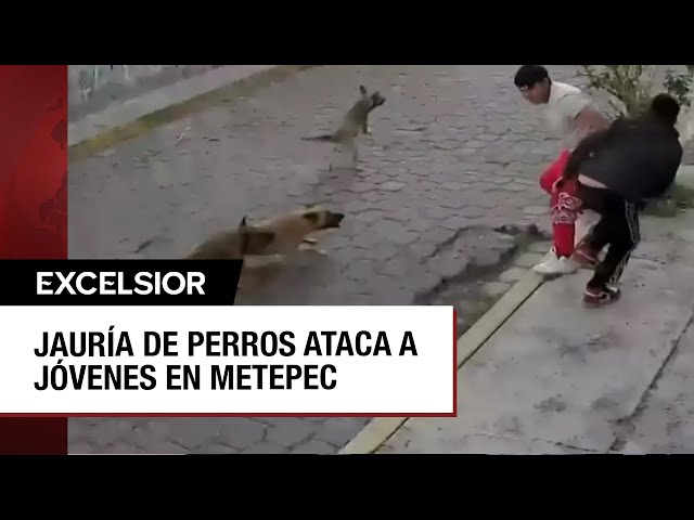 Jóvenes son atacados por perros callejeros en calles de Metepec, Edomex