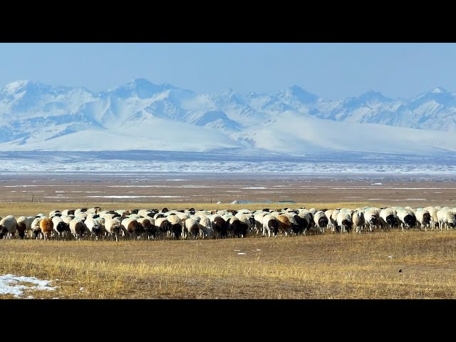 Herdsmen in Xinjiang transfer livestock to spring pastures as it gets warmer