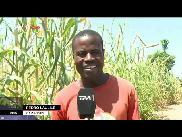 Praga afecta campos agrícolas no Cunene