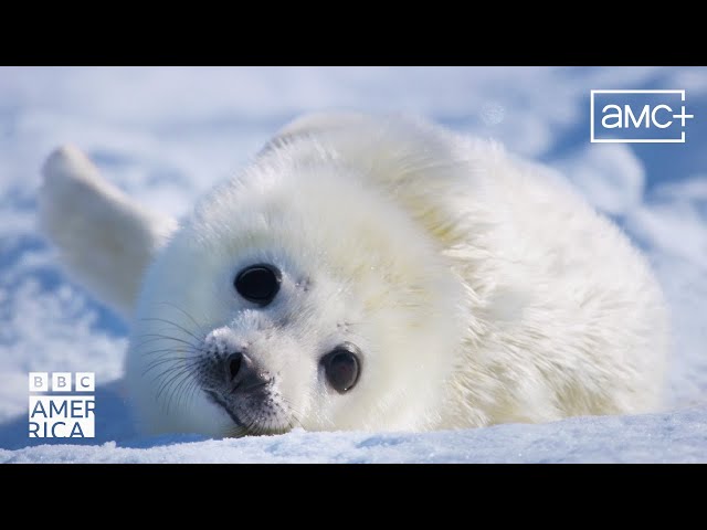 Mammals | Official Preview ft Coldplay | BBC America
