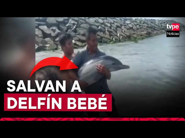 ⁣Bañistas liberaron a delfín bebé atrapado en redes en Áncash