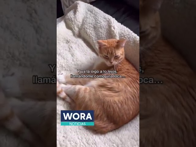 ¿Tu gato sufre el trauma de desaparición?