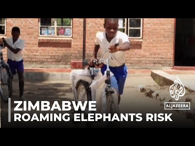 Children at risk from roaming elephants: Zimbabwe bike scheme aims to increase safety