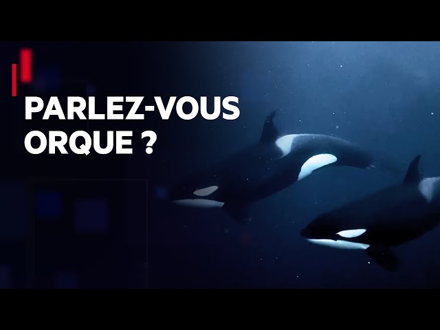 ⁣La langue des orques et des baleines