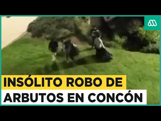 Insólito registro de personas robando arbustos en Concón