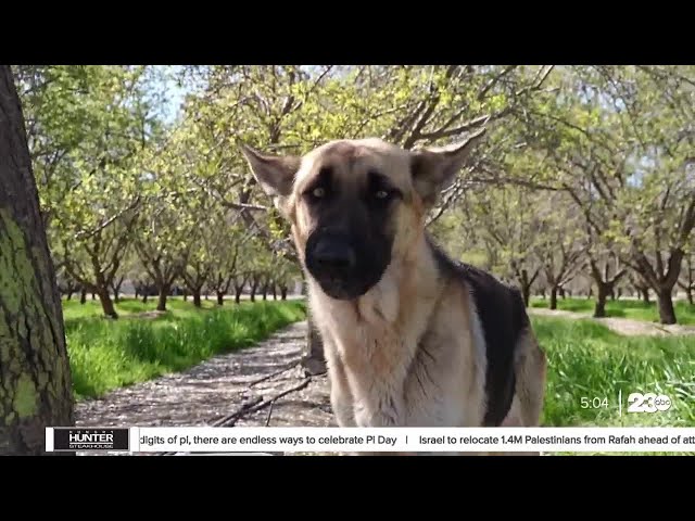 Healthy animals dumped in Bakersfield will now "have to wait"