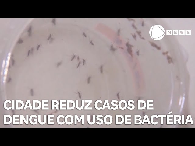 Cidade reduz casos de dengue em 70% com uso de bácteria