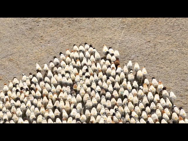 Brave at the Helm: Spring migration of a million livestock led by chosen sheep in Xinjiang